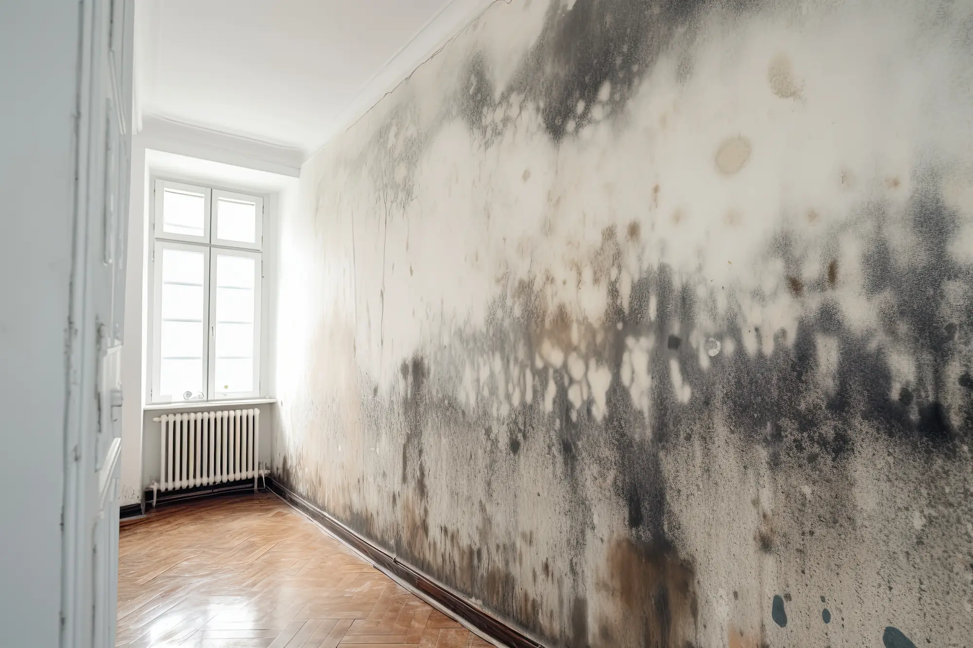 Humidité des murs et des caves à Strasbourg