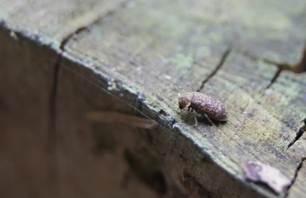 Vrillette bois - Risques charpente