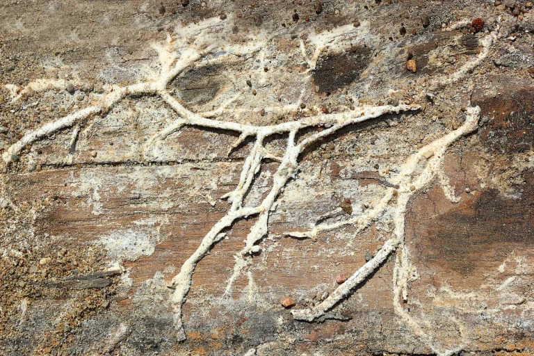 Rhizomorphes de mérule (Serpula Lacrymans) sur du bois.